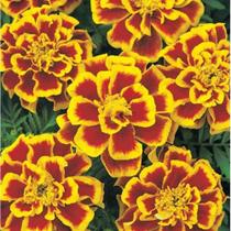 Tagetes Petit Anã Dobrada Sortida - 370mg de Sementes