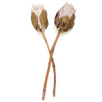 Tallo de Protea Rey Seco Vickerman Natural Botanicals x2 Tallo de Protea Rey Seco Vickerman Natural Botanicals x2
