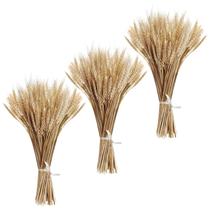 Talos de trigo secos MHMJON 300 unidades para decoração de outono Talos de trigo secos MHMJON 300 unidades para decoração de outono
