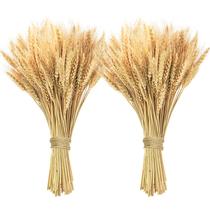 Talos de trigo secos Phliofd 200 unidades para decoração de casa Talos de trigo secos Phliofd 200 unidades para decoração de casa