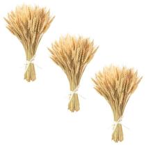 Talos de trigo secos Uieke 45 cm 300 hastes de trigo 100% natural Talos de trigo secos Uieke 45 cm 300 hastes de trigo 100% natural