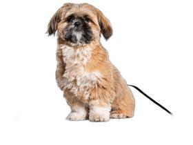 Tapete Adestramento De Cachorros Reutilizável 4Un P 50X60 Cm