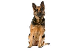 Tapete Canino Pet Estratégico Em Oferta 3 Un G 90X100Cm