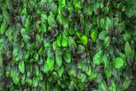 Tapete em Lona Textura de Folhas Verdes - 300x200cm