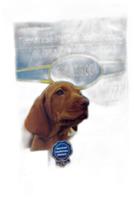 Tapete Higiênico 7 unidades Chalesco