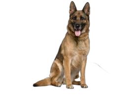 Tapete Para Cães Ferem Xixi Educar Pet 1 Un G 90X100Cm Tapete Para Cães Ferem Xixi Educar Pet 1 Un G 90X100Cm