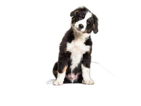 Tapete Para Cães Ferem Xixi Educar Pet 4 Un P 50X60 Cm