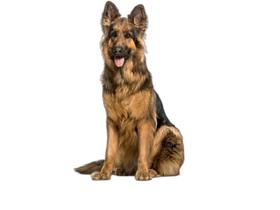 Tapete Pet Lavável Prático Estratégico 10 Un G 90X100Cm