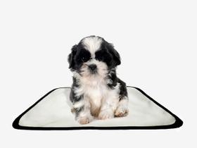 Tapete pet reutilizável educador dog oferta 5 un PP 40x50cm