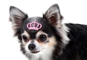 Tattoo Pet para Cachorro e Gato Pet