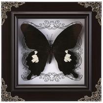 Taxidermia de borboleta real emoldurada WTUAWB Great White Spotted