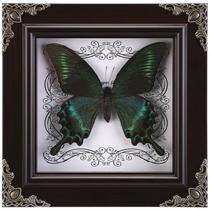 Taxidermia de borboleta real emoldurada WTUAWB Green-Banded Queen Taxidermia de borboleta real emoldurada WTUAWB Green-Banded Queen