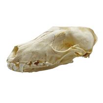 Taxidermia Real Animal Skull Decor iBedding Fox Specimen Taxidermia Real Animal Skull Decor iBedding Fox Specimen