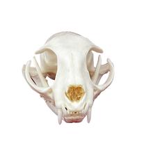 Taxidermy Real Animal Skull Cat CLOEAT for Science Gift Taxidermy Real Animal Skull Cat CLOEAT for Science Gift