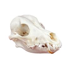 Taxidermy Real Animal Skull Cat CLOEAT for Science Gift Taxidermy Real Animal Skull Cat CLOEAT for Science Gift