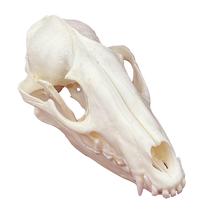Taxidermy Real Animal Skull Racoon CLLOEAT para presente educacional Taxidermy Real Animal Skull Racoon CLLOEAT para presente educacional
