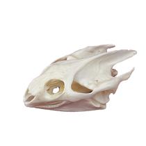 Taxidermy Real Animal Skull Turtle CLOEAT para presente educacional Taxidermy Real Animal Skull Turtle CLOEAT para presente educacional