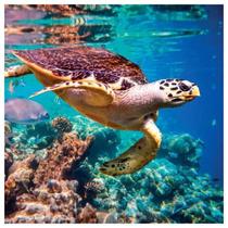 Tecido Quadrado Digital 49 x 49cm - Tartaruga - 8121