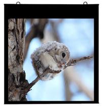 Tela de Projeção Mapa Prime Tahiti 4:3 Vídeo 150 Polegadas 3,05 m x 2,29 m TTMD-005