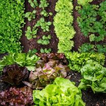 Terra vegetal adubada organica 5 kg Mogifertil Terra vegetal adubada organica 5 kg Mogifertil