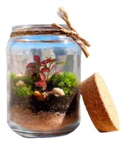 Terrário Fechado Mini Jardim Suculentas Planta Natural Terrário Fechado Mini Jardim Suculentas Planta Natural
