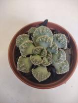 Titanopsis Calcarea