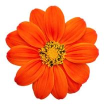 Tithonia / Girassol Mexicano - 50gramas de Sementes Tithonia / Girassol Mexicano - 50gramas de Sementes