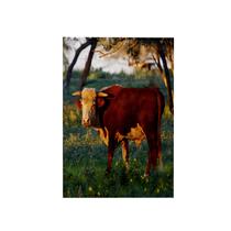 Toalha 3DRose Herford Bull Cow, pastagem perto de Gonzales, Texas