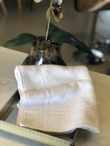 Toalha piso profissional prata 44x70cm Toalha piso profissional prata 44x70cm