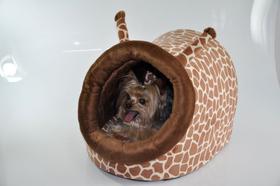 Toca Selvagem Girafa para Cachorro e Gato Pet