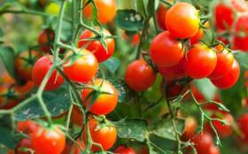 Tomate Cereja - 500mg de Sementes - Isla