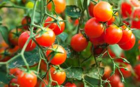 Tomate Cereja - 500mg de Sementes para plantio Tomate Cereja - 500mg de Sementes para plantio