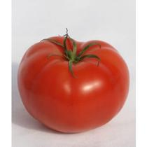 Tomate Hibrido Cedro - 143mg / 50 Sementes Tomate Hibrido Cedro - 143mg / 50 Sementes