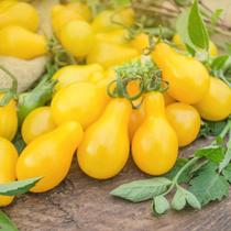Tomate Pera Amarelo - 2gr De Sementes Tomate Pera Amarelo - 2gr De Sementes