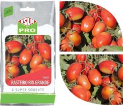 Tomate Rasteiro Rio Grande Isla Pro - 20.000 Sementes 50g Alta Produtividade Profissional