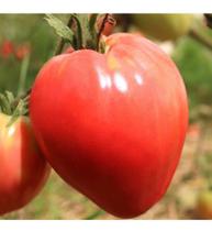 Tomate Salada / Coração de Boi - 100mg De Sementes