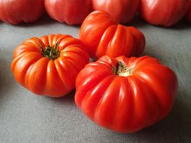 Tomate Salada/ Enrugueto - 2,5gr De Sementes