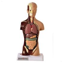 Torso Anatomico De 28cm Assexuado 15 Partes - Anatomic TGD-0209 Torso Anatomico De 28cm Assexuado 15 Partes - Anatomic TGD-0209