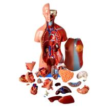 Torso bissexual / assexuado com 45cm e 25 partes com abertura nas costas