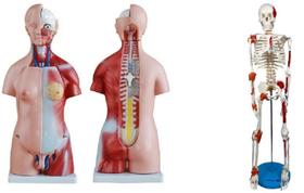 Torso bissexual de 45 cm + esqueleto de 85 cm com ligamentos Torso bissexual de 45 cm + esqueleto de 85 cm com ligamentos