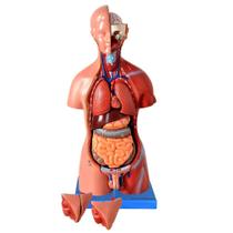Torso Bissexual de 45cm com Coluna Exposta, em 25 Pts