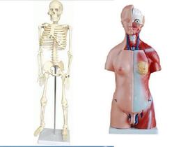 Torso De 45 Cm + Esqueleto De 85 Cm. Torso De 45 Cm + Esqueleto De 85 Cm.