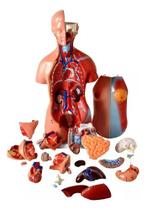 Torso De 45cm Bissexual/assexuado Coluna Exposta 25 Partes