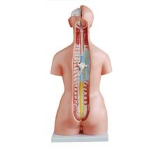 Torso de 45cm, Bissexual com Coluna Exposta, em 23 Partes - 4D Anatomy