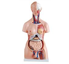 Torso de 85 cm, Bissexual, com Coluna Exposta, em 23 Partes - 4D ANATOMY