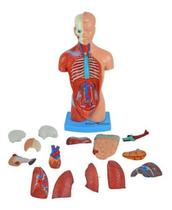 Torso Humano 28Cm Altura Assexuado Em 14 Partes Anatomia