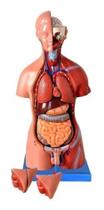 Torso Humano 45 Cm Altura Bissexual Coluna Exposta 25 Pts Torso Humano 45 Cm Altura Bissexual Coluna Exposta 25 Pts
