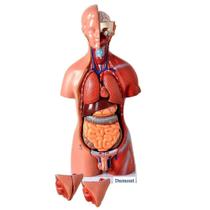 Torso Humano 45 cm em 24 partes e coluna exposta