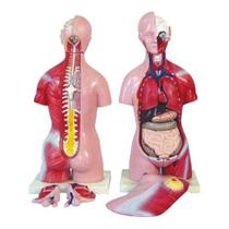 Torso Humano Bissexual 45 cm 24 Partes Torso Humano Bissexual 45 cm 24 Partes