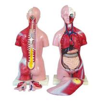 Torso Humano Bissexual 45 Cm 24 Partes Torso Humano Bissexual 45 Cm 24 Partes